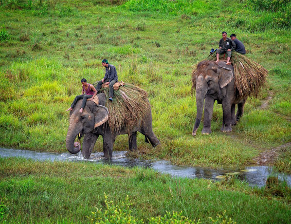 Heart of the Jungle Safari - Chitwan 2N3D